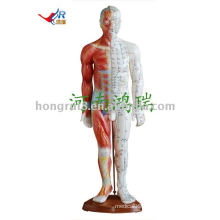 male acupuncture model 55CM (with muscle anatomy)